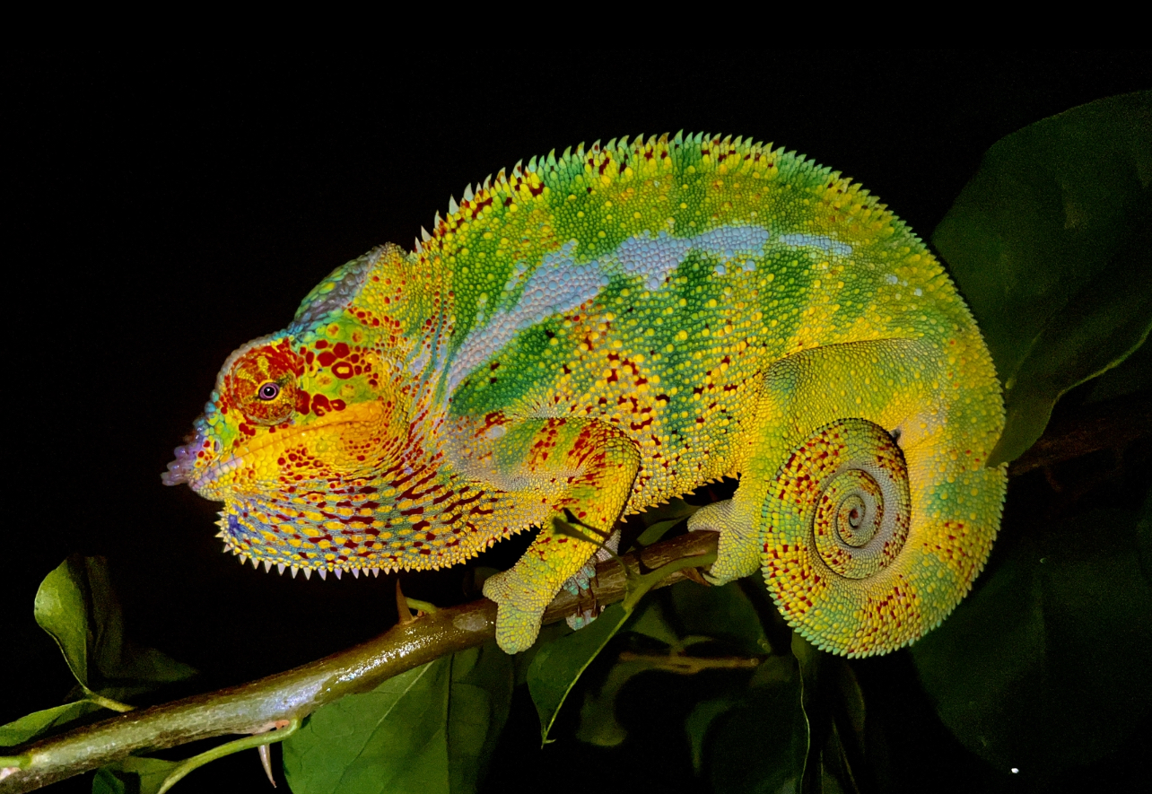 Nosy Be, similar to Nosy Mitsio