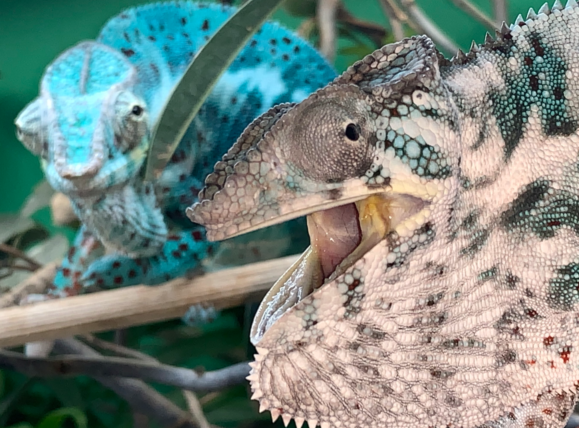 Two specimens declared as Nosy Faly