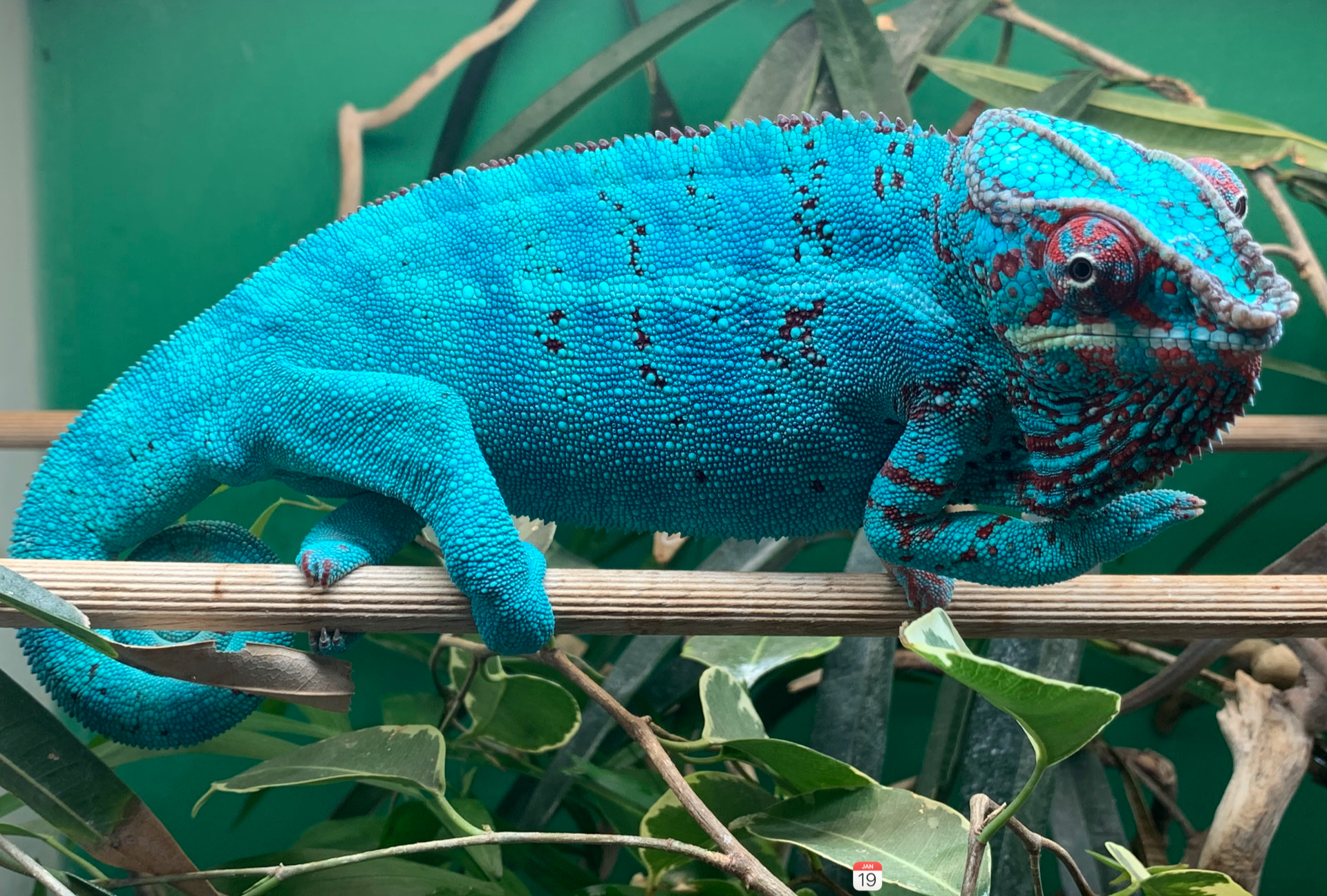 True-Blue Nosy Be, not existent in the wild