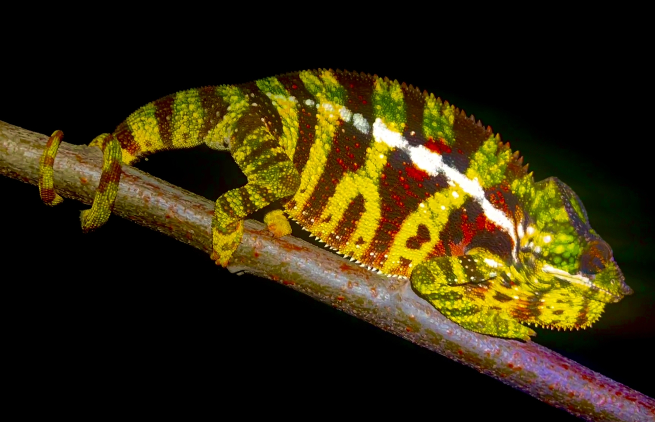 Rarely seen Diego Suarez