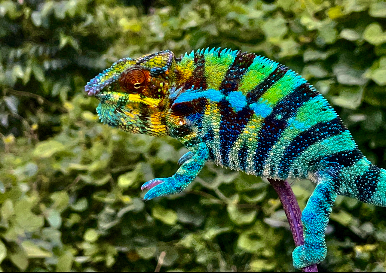 Ambilobe, often sold as Ankify