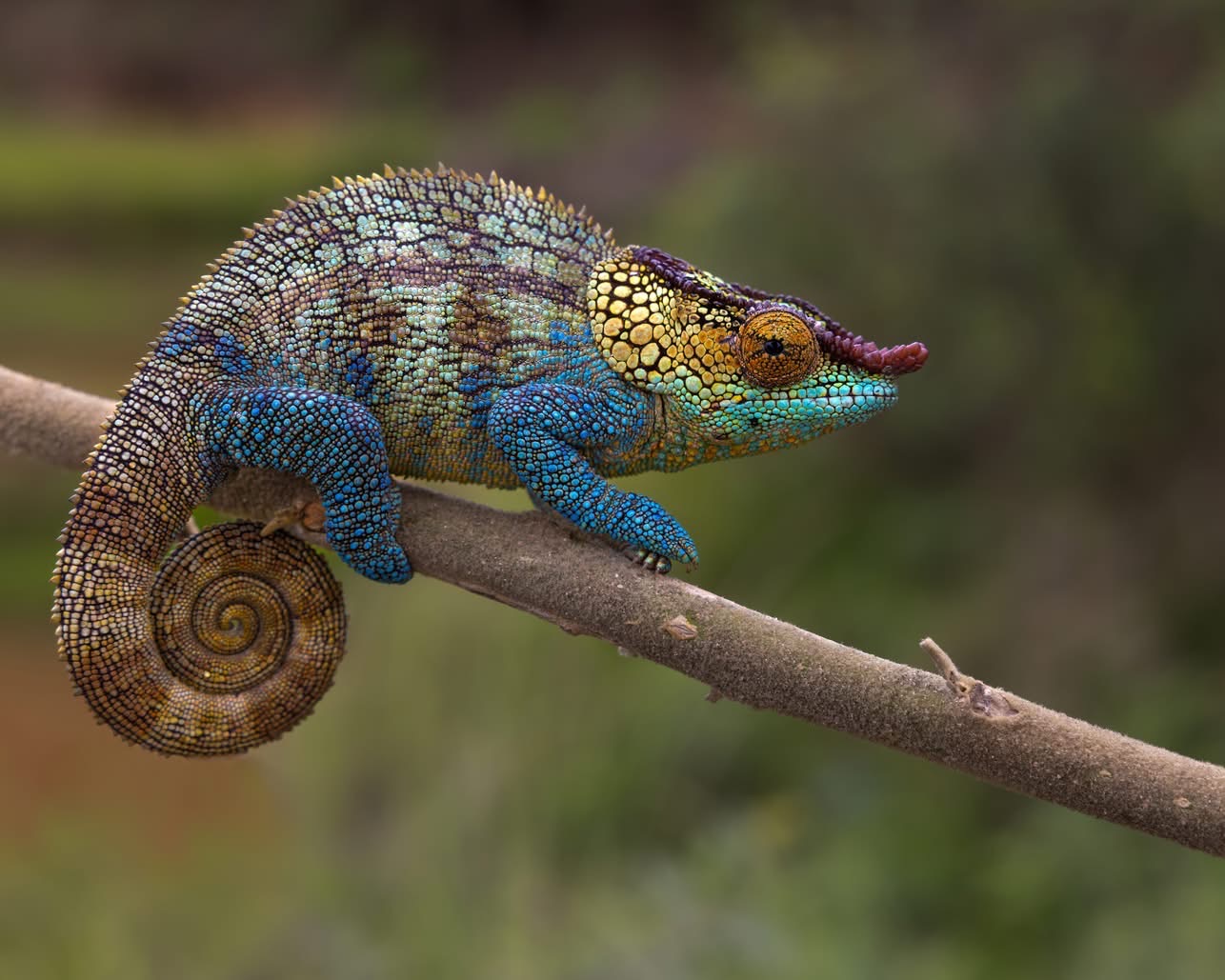 Picture courtesy Quinn Diaz