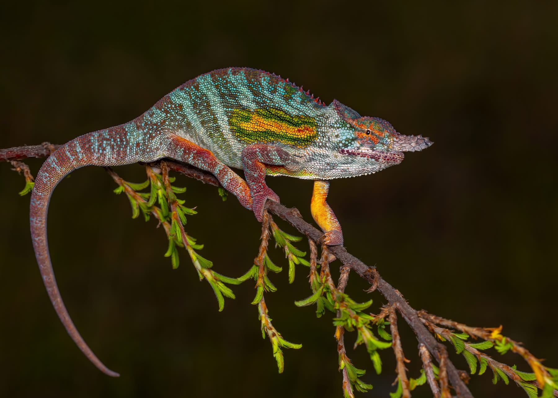 Picture courtesy Quinn Diaz