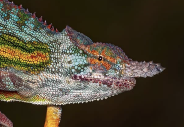 Furcifer minor