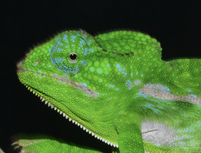 Furcifer major