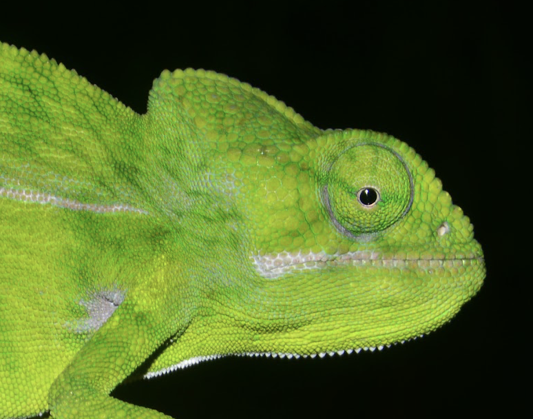Furcifer viridis