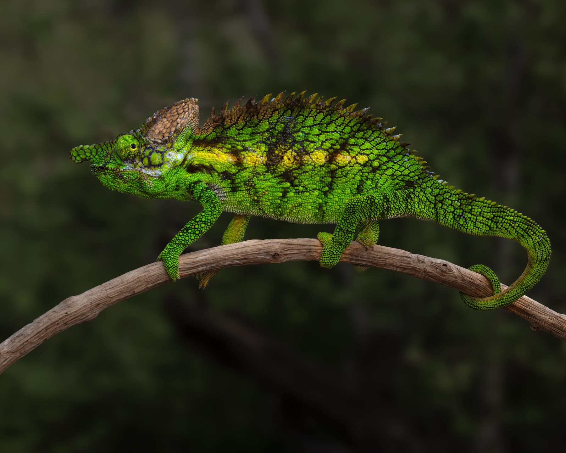 Picture courtesy Quinn Diaz