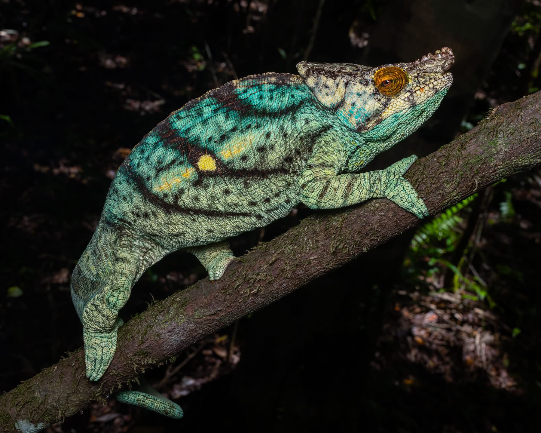 Picture courtesy Quinn Diaz