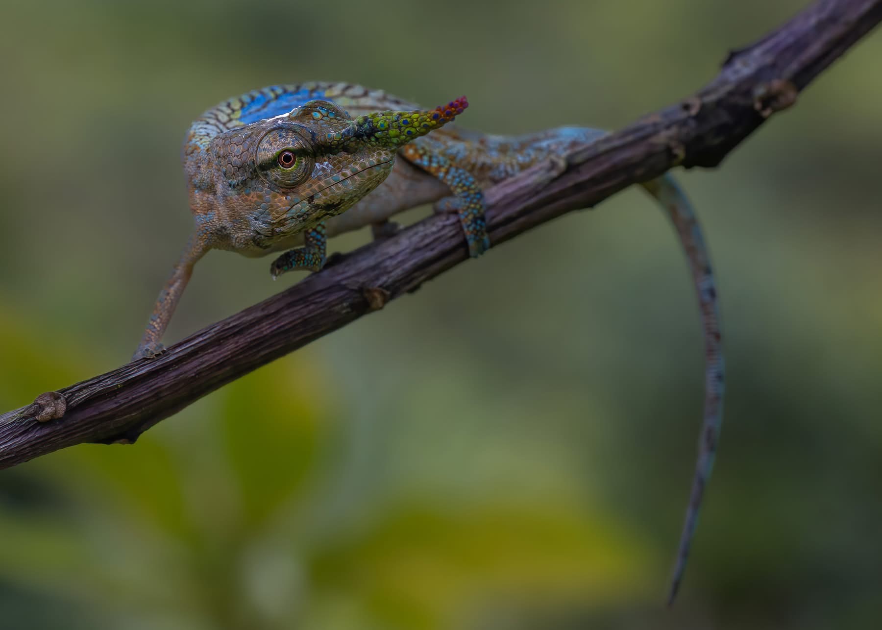 Picture courtesy Quinn Diaz