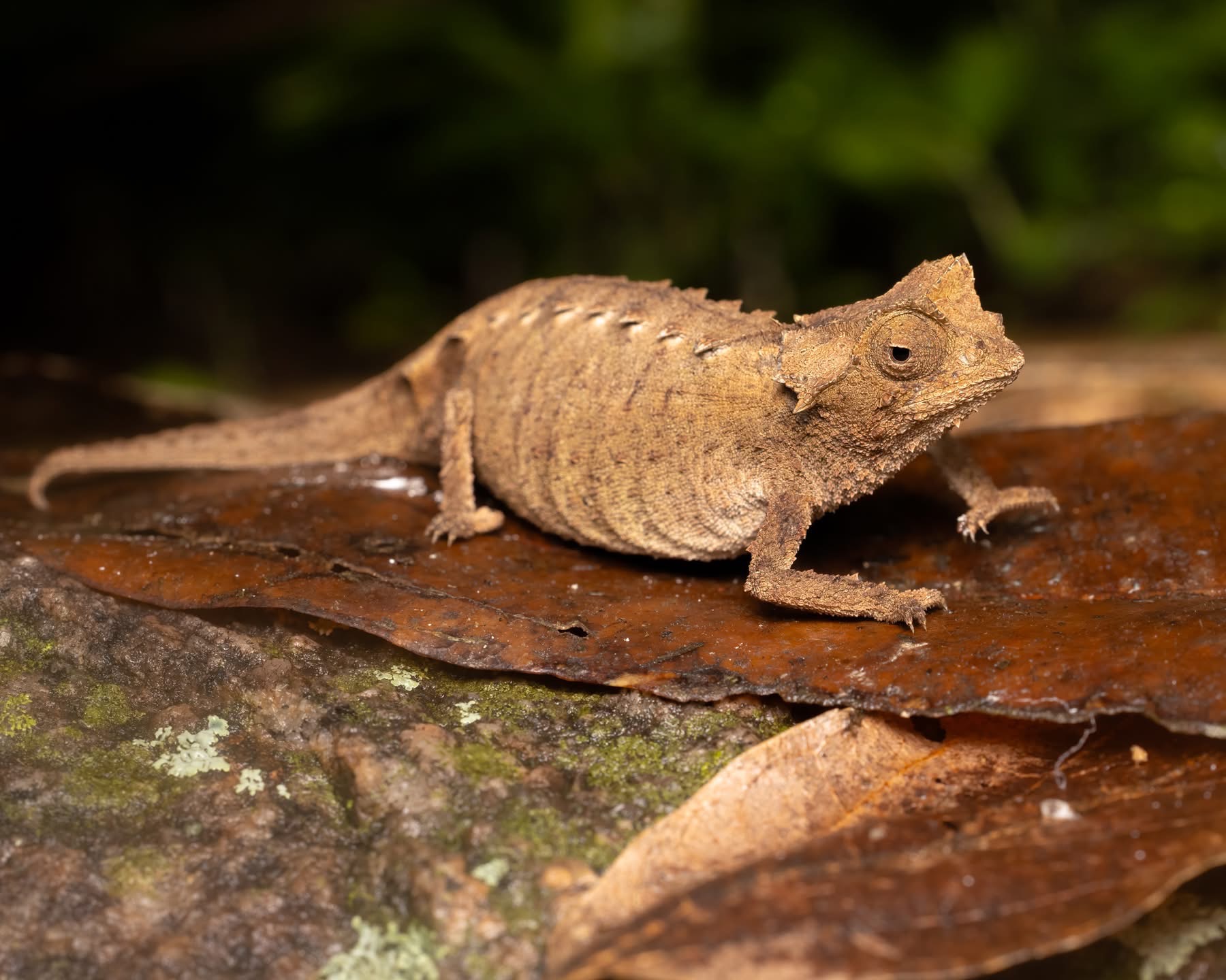 Picture courtesy Quinn Diaz