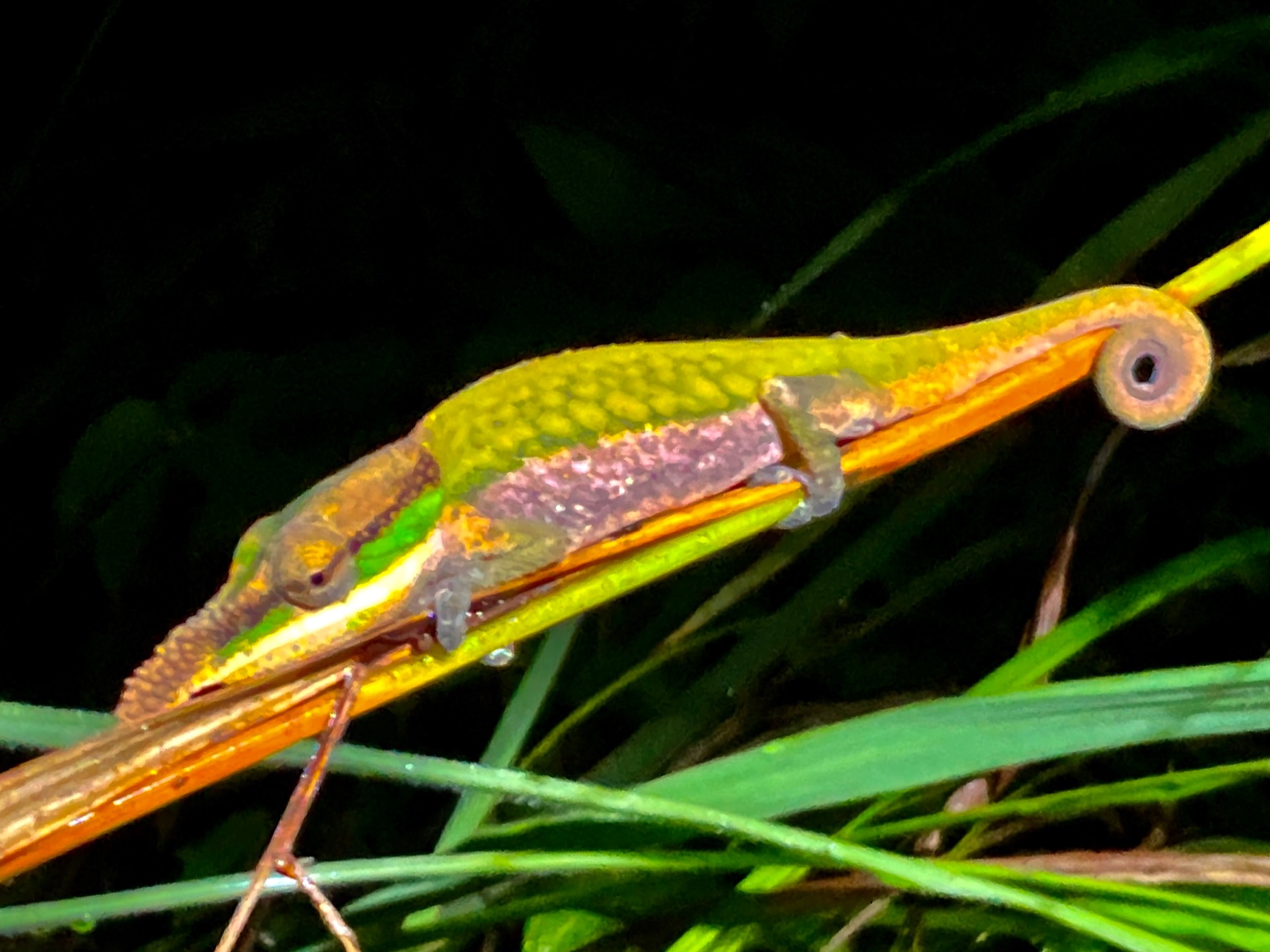 3km N of Maromizaha forest, male