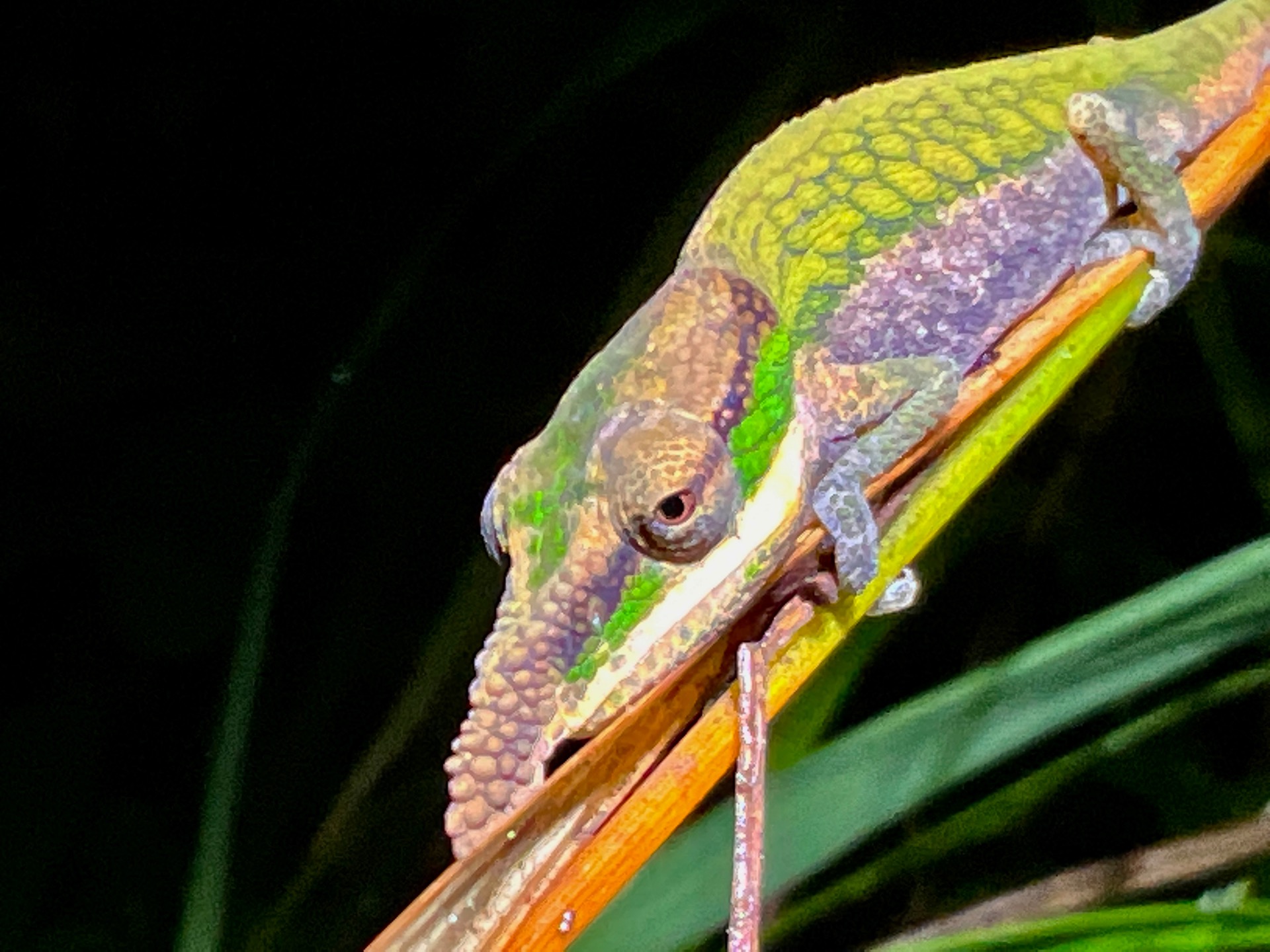 3km N of Maromizaha forest, male