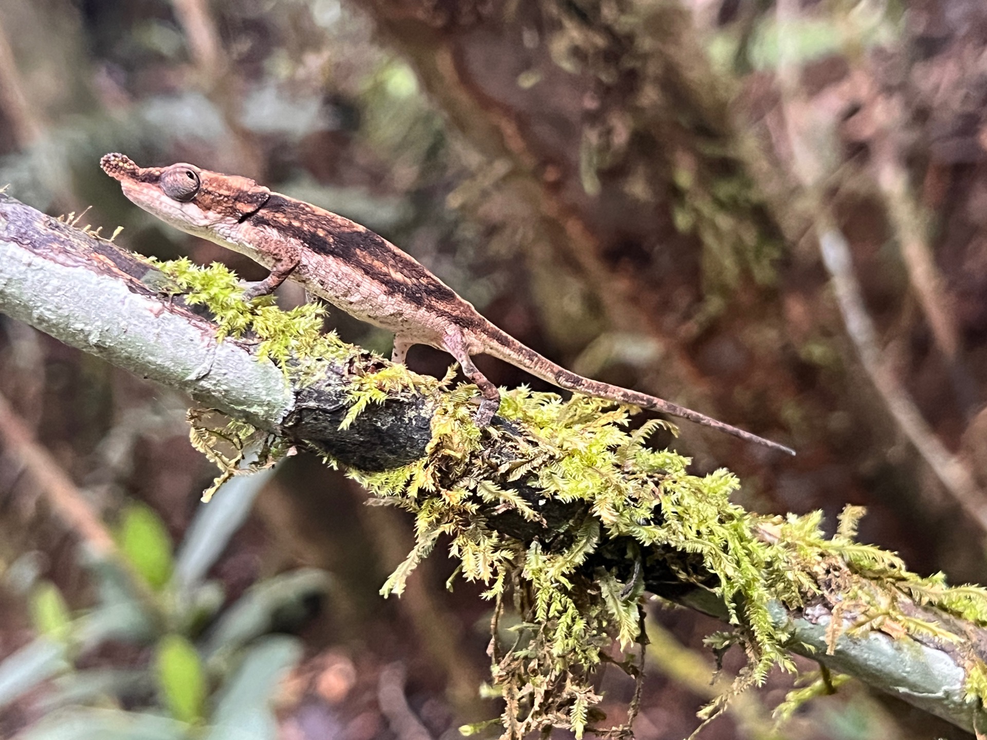 Maromizaha forest, female