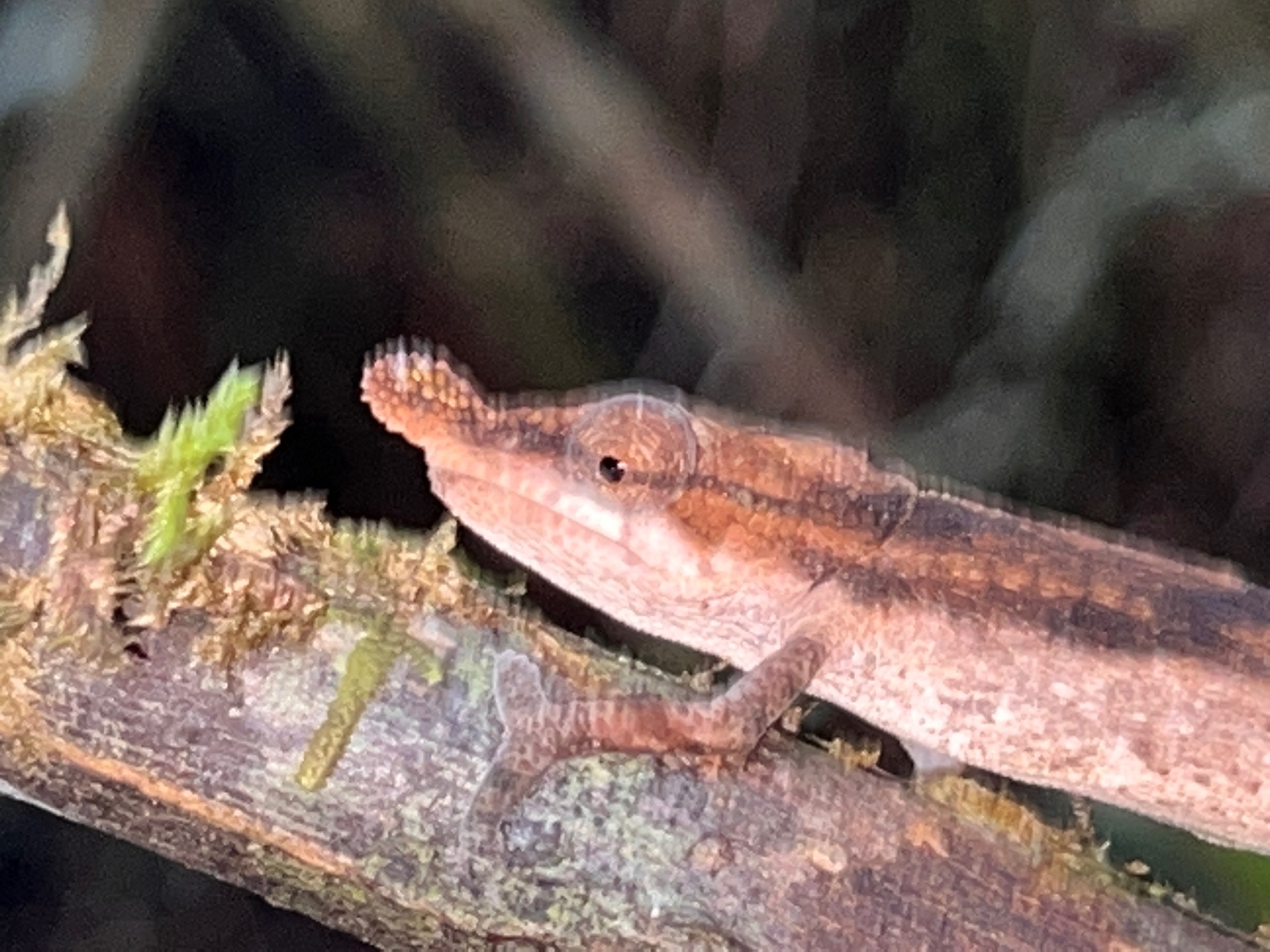 Maromizaha forest, female