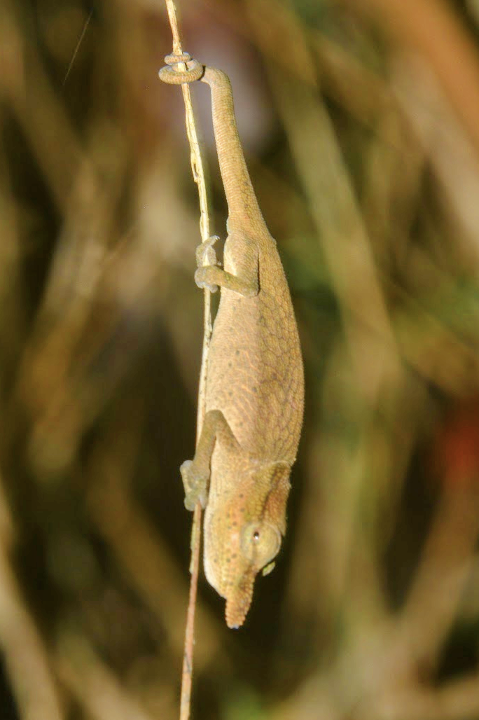 Maromizaha forest, juvenile