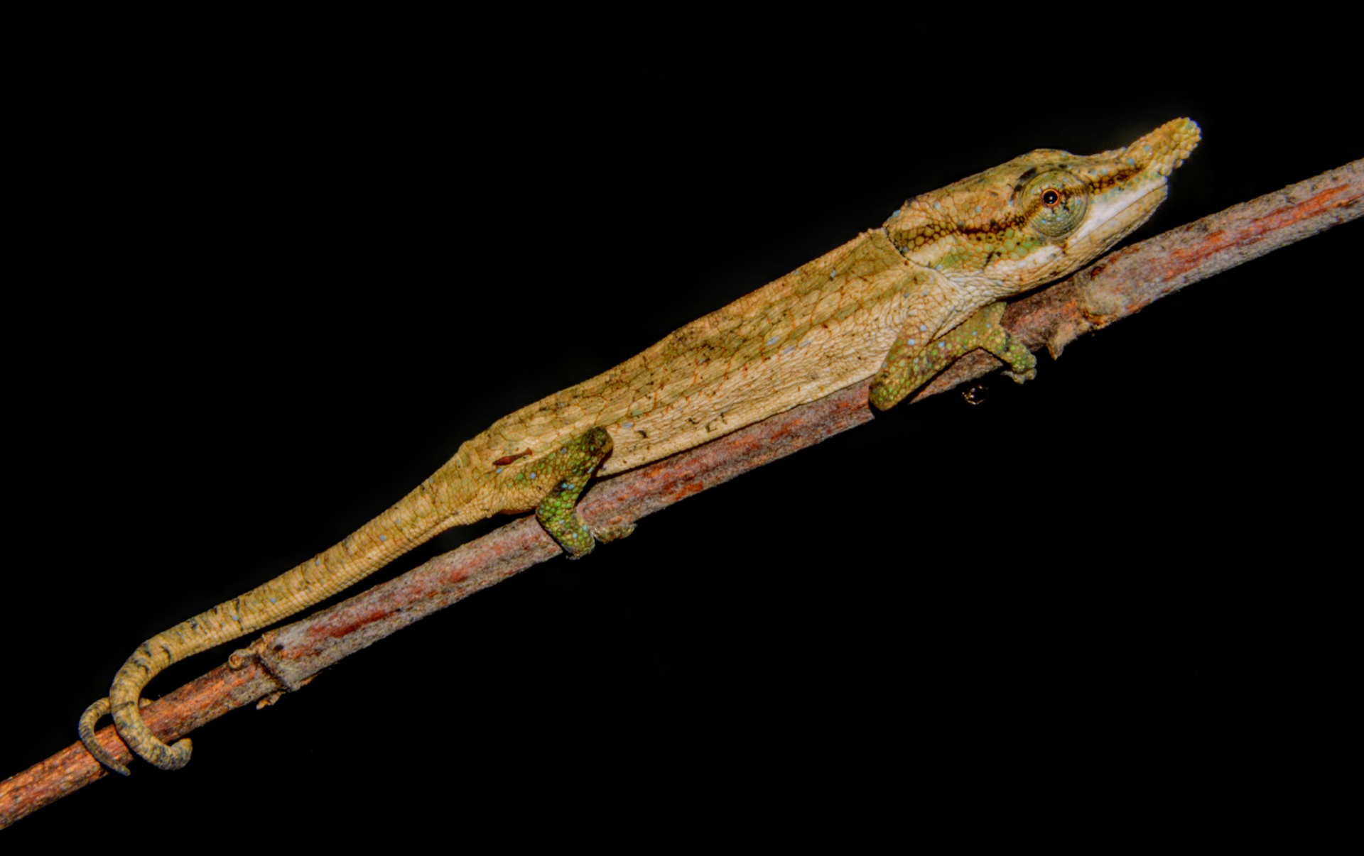 15km S of Moramanga, female