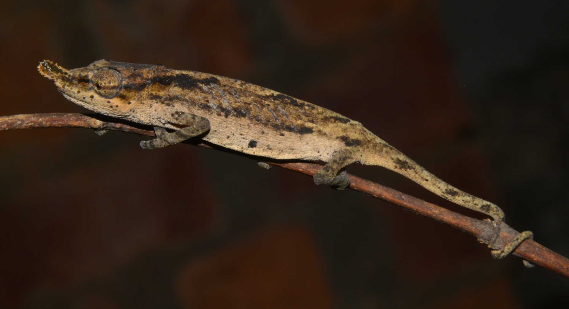 15km S of Moramanga, female