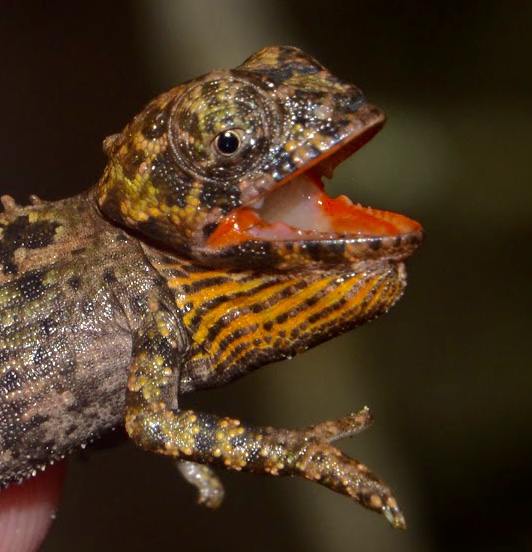 Hatchling of Calumma brevicorne, Perinet