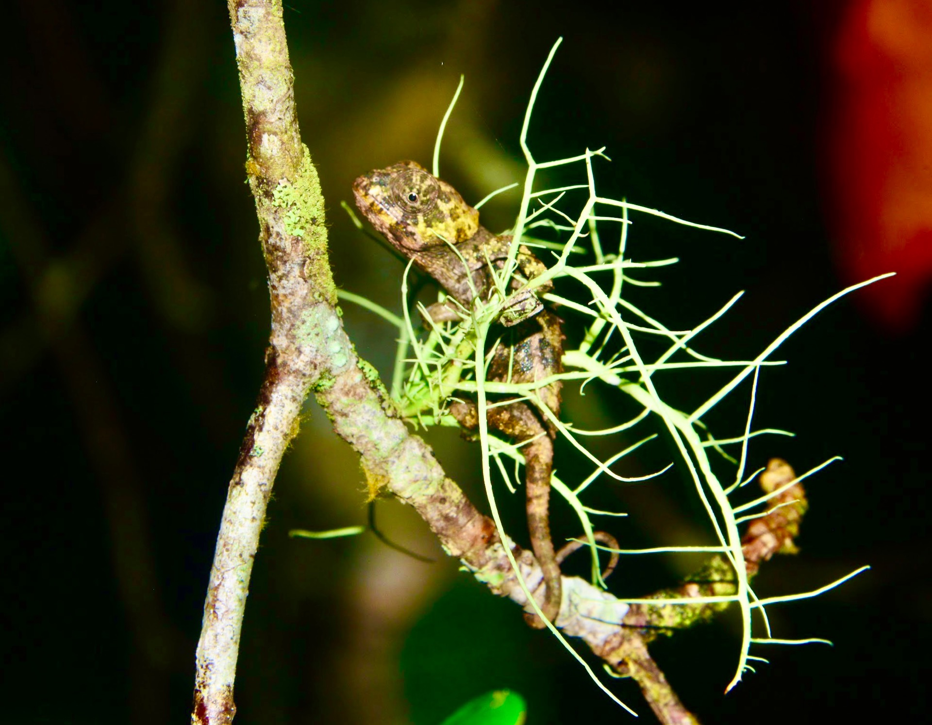 Hatchling of Calumma brevicorne, Perinet