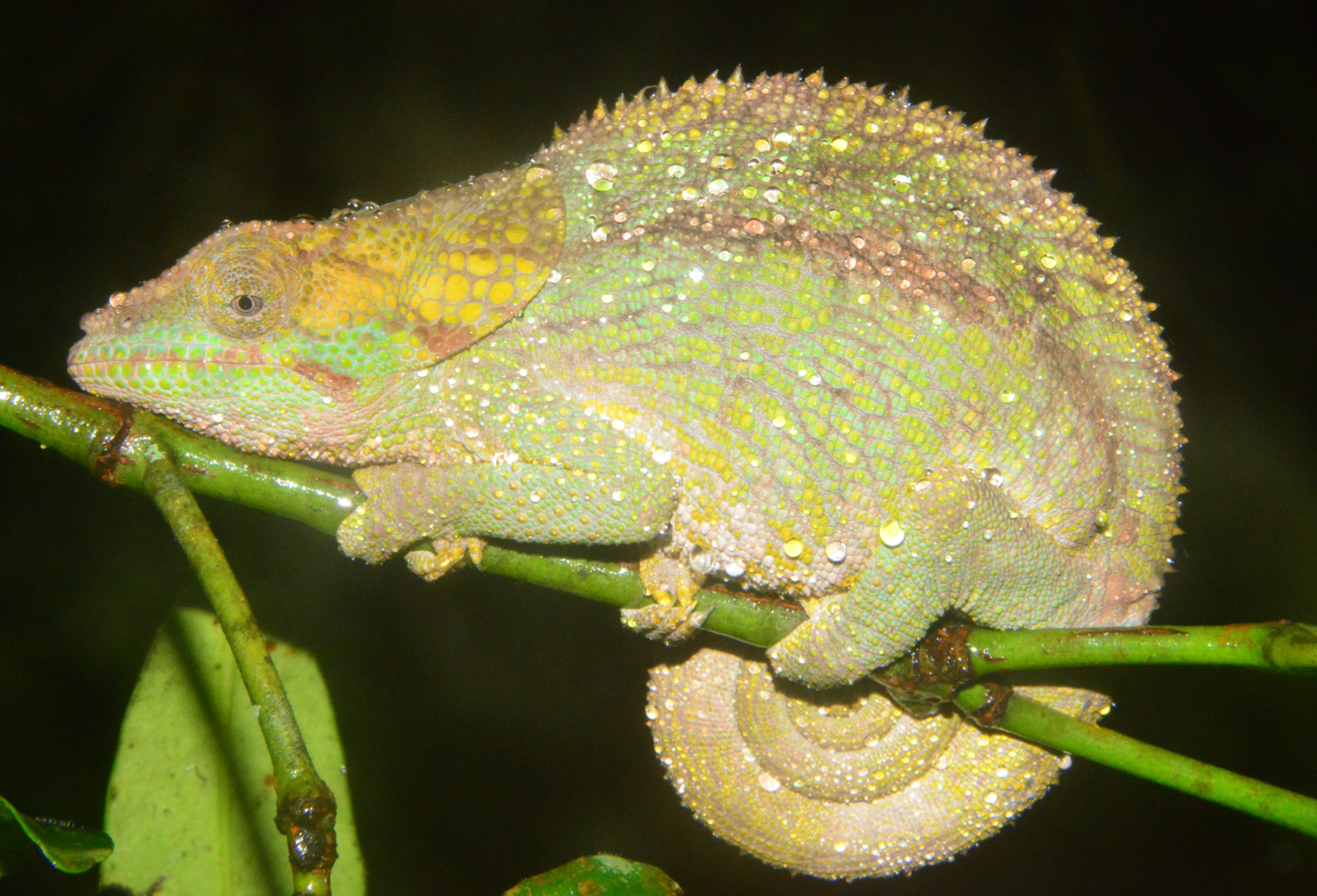 Female Calumma brevicorne, Maromizaha