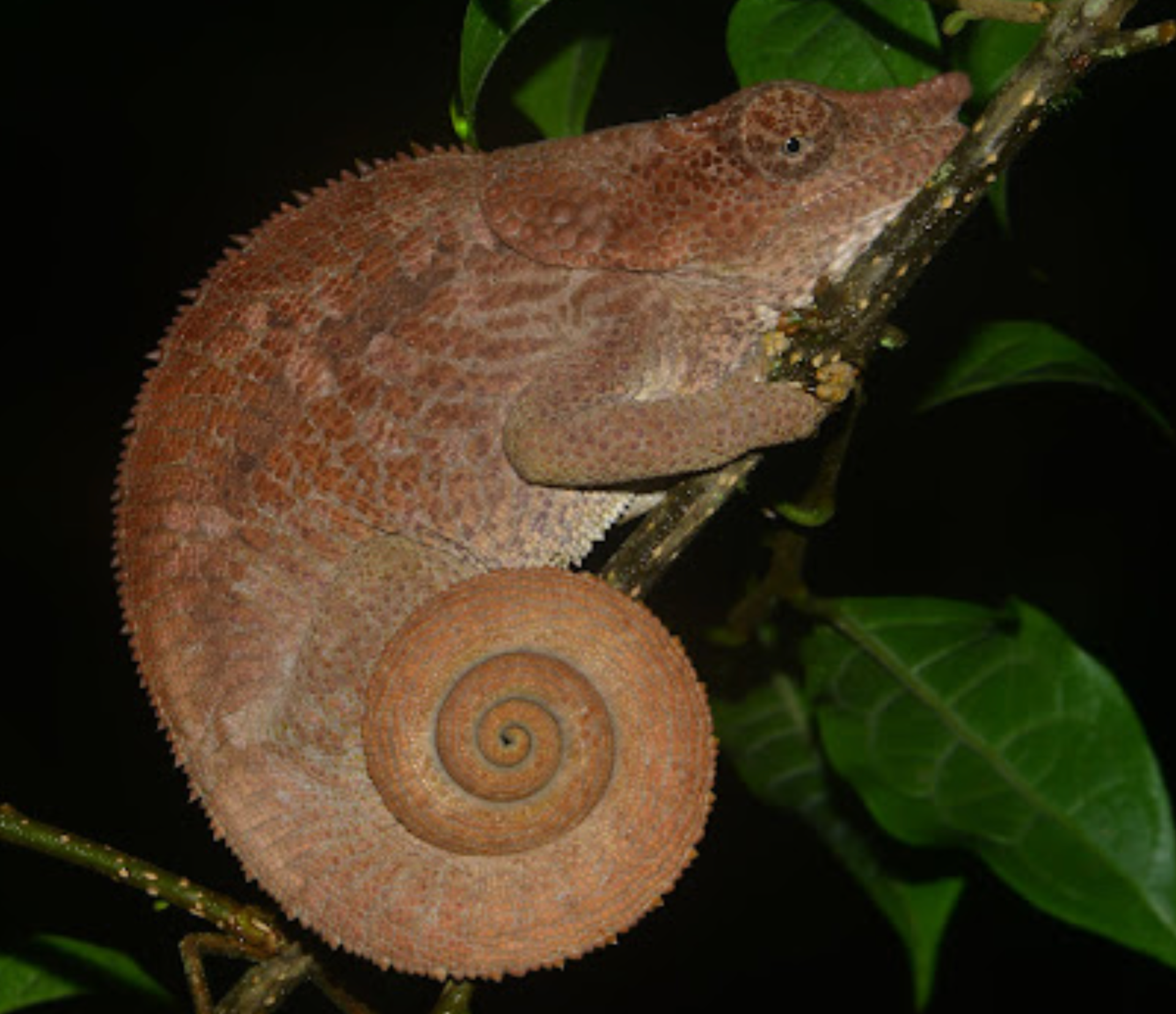 Male Calumma brevicorne, Andasibe