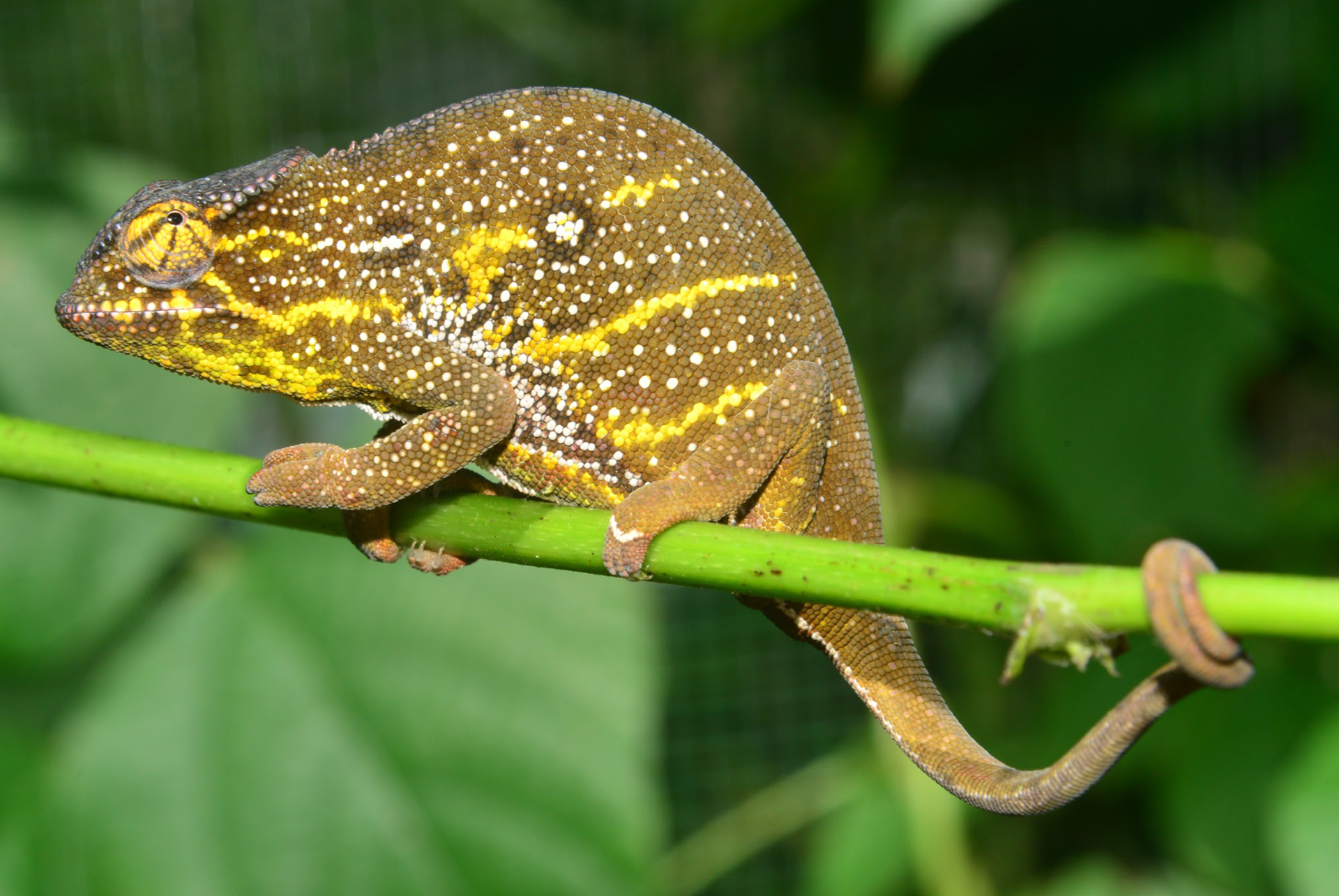 Female F. willsii from Andasibe