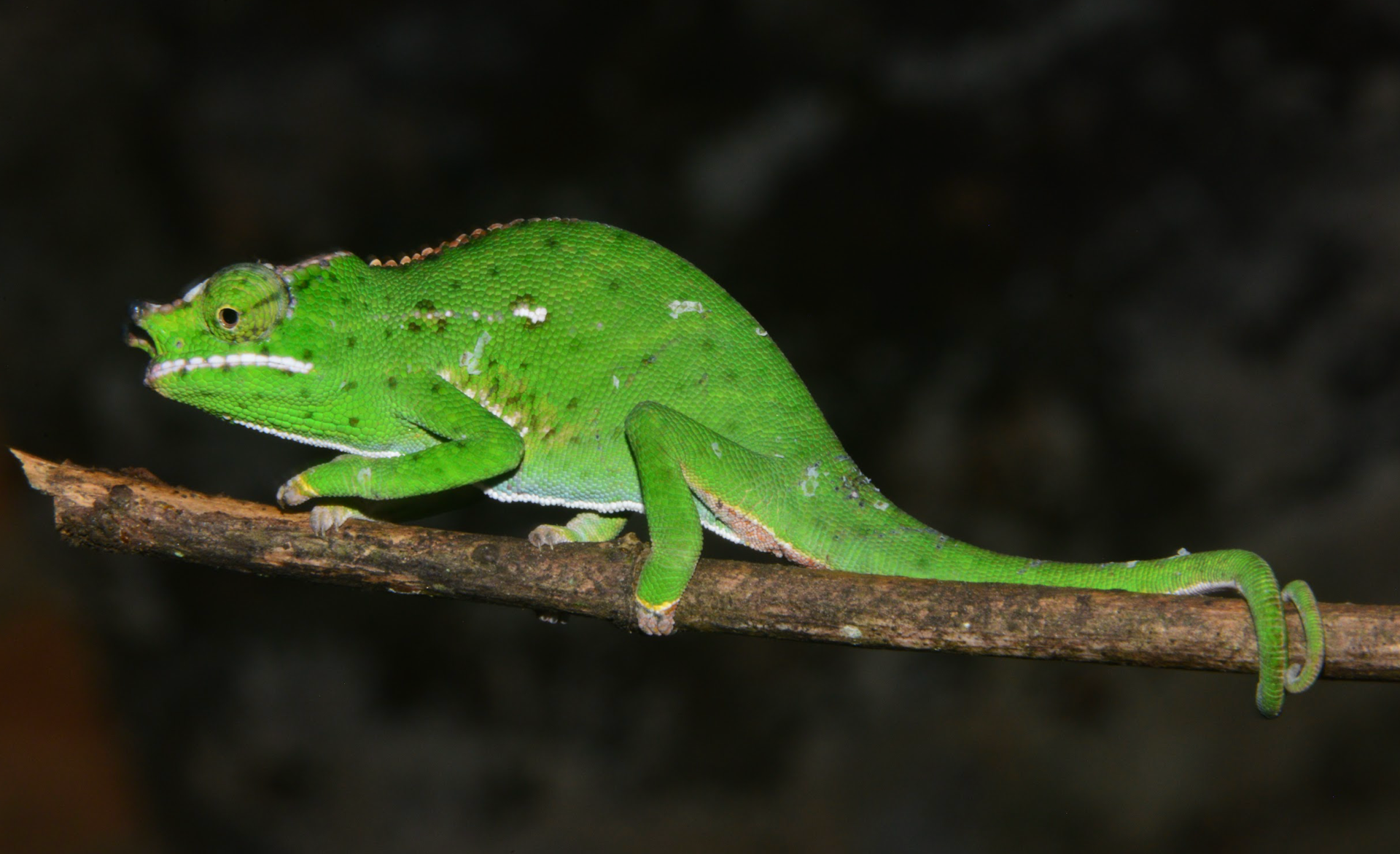 Male F. willsii from Moramanga