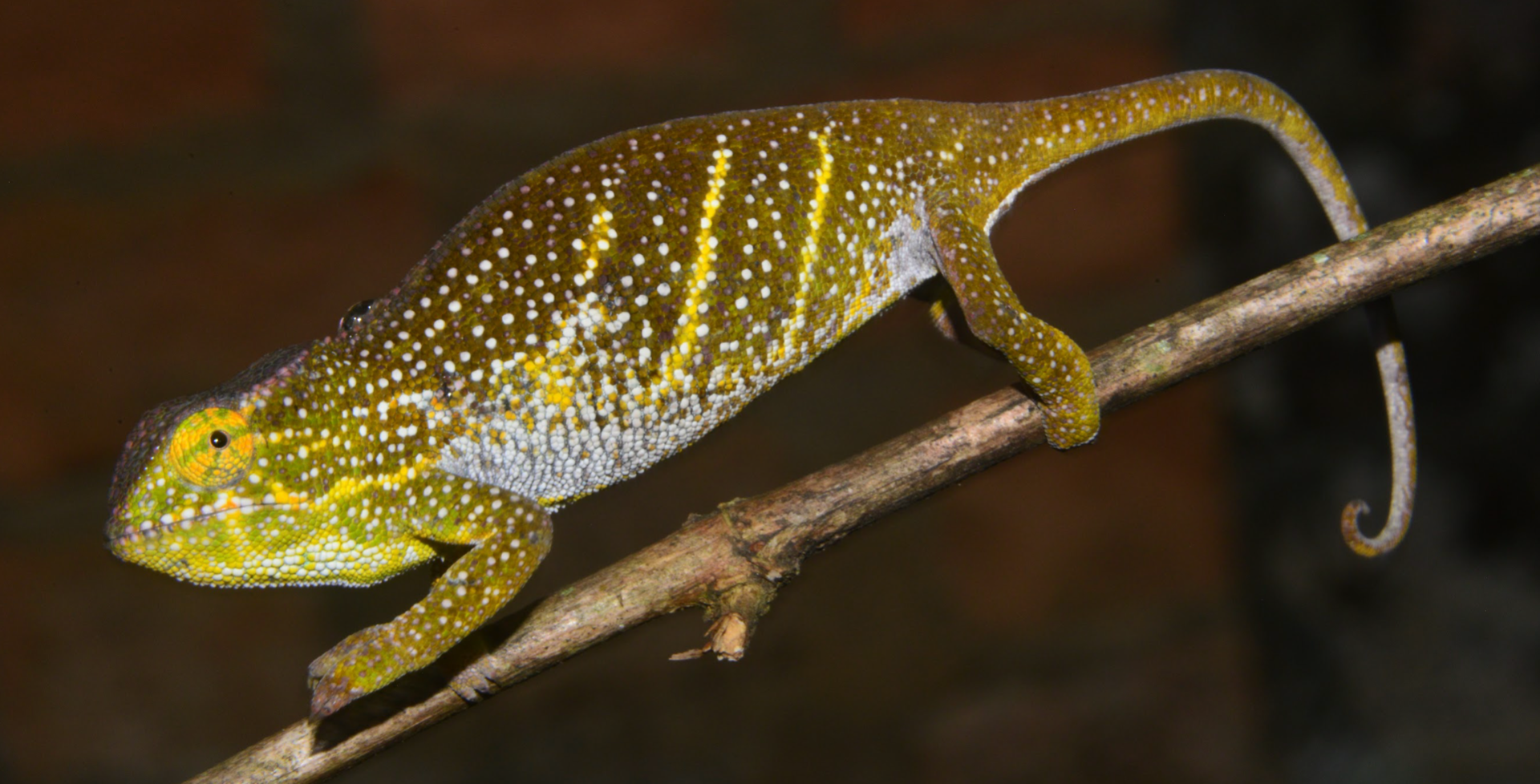 Female F. willsii from Moramanga