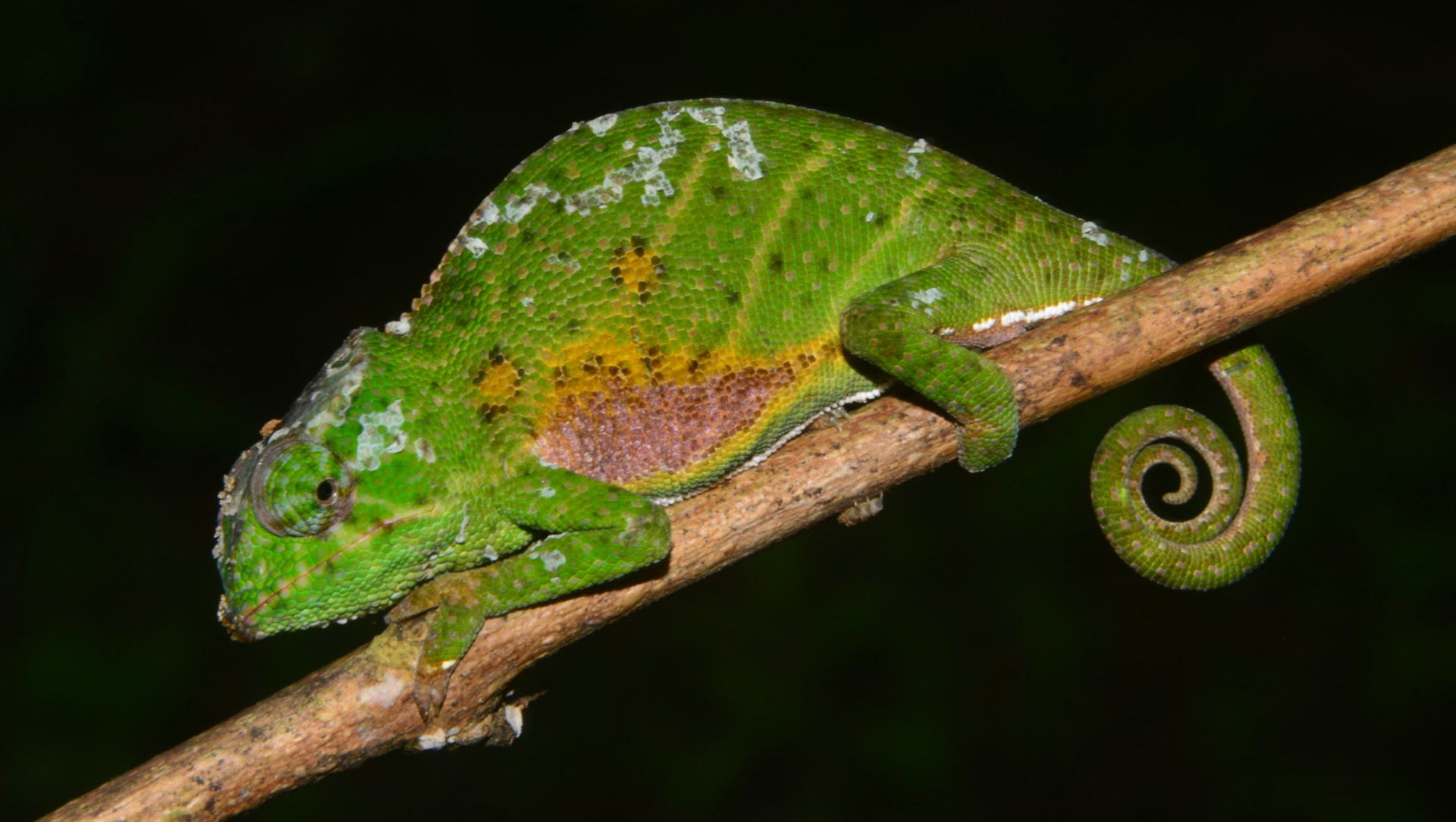 Female F. willsii from Moramanga