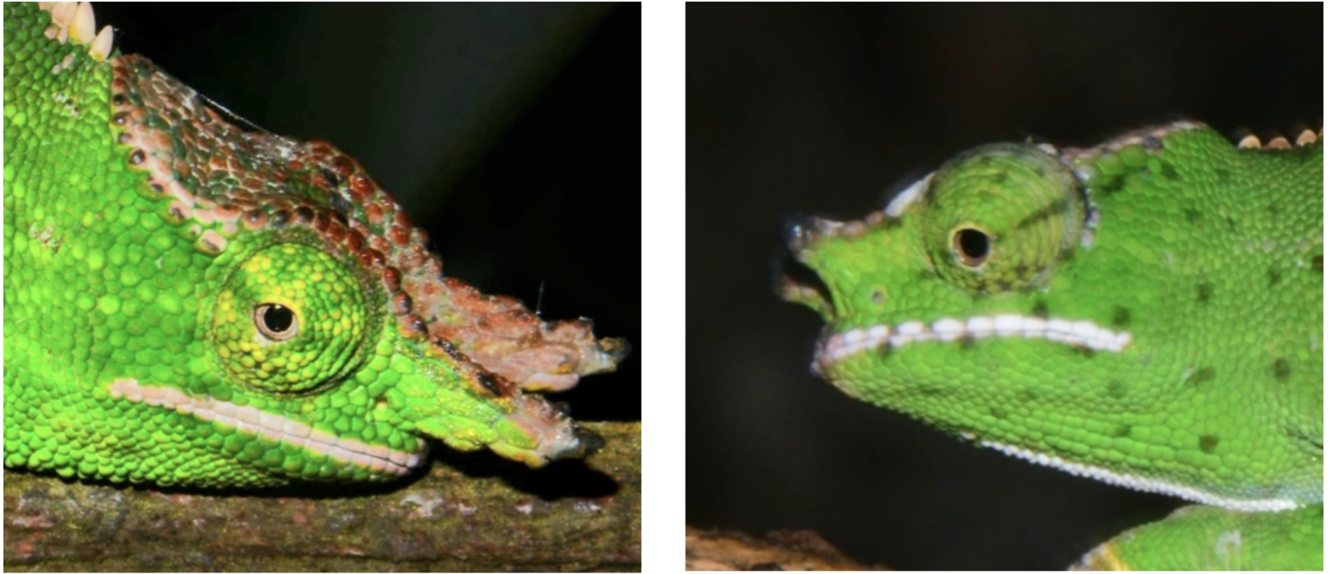 Males' head ornamentation:  Andasibe (left) and Moramanga (right)