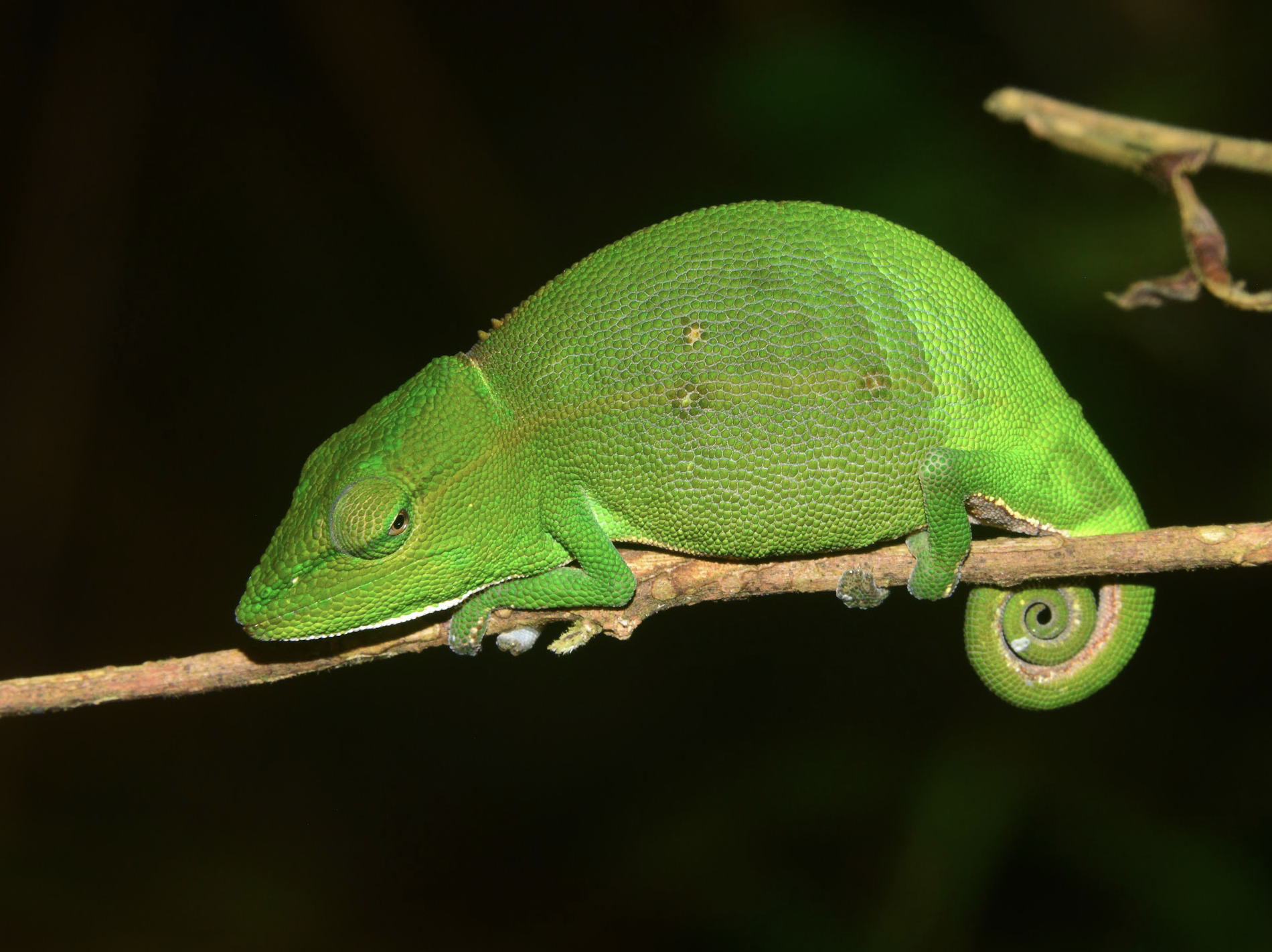 C. gastrotaenia female from Maromizaha Forest