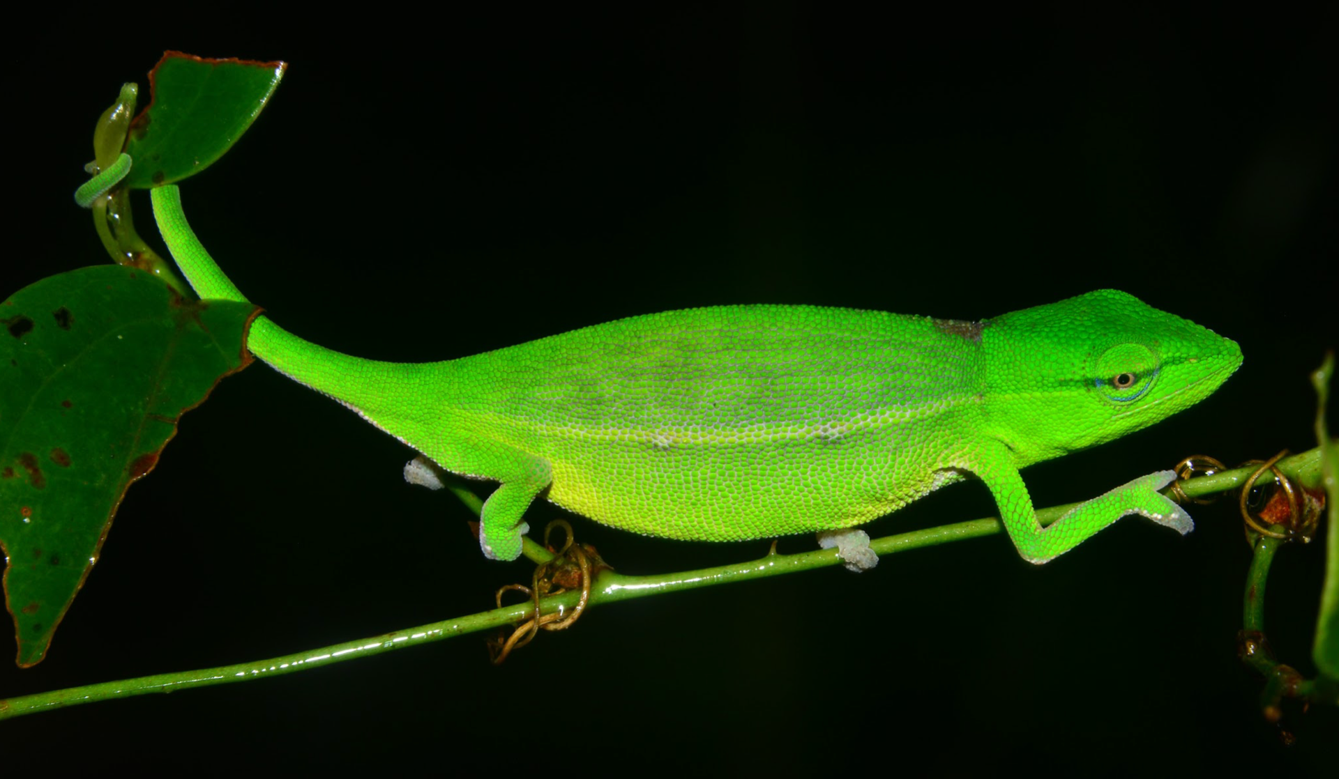 C. gastrotaenia female from Mandraka