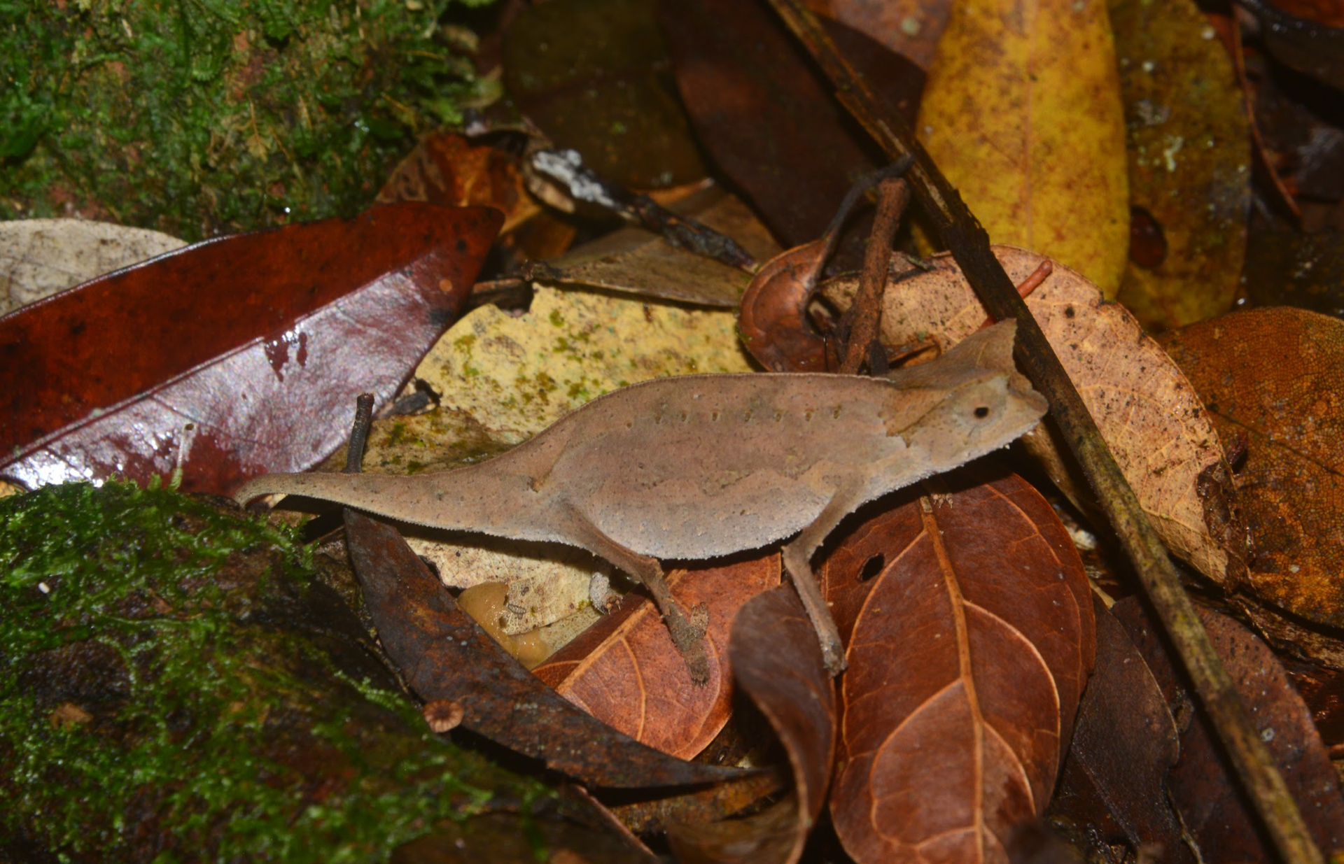 B. superciliaris male while cruise foraging