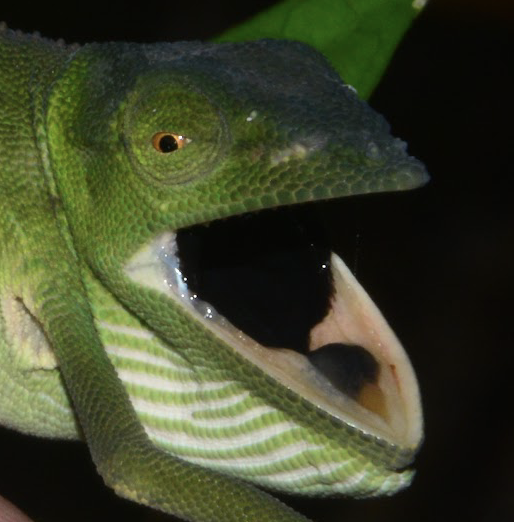 Calumma furcifer, female showing black mouth lining