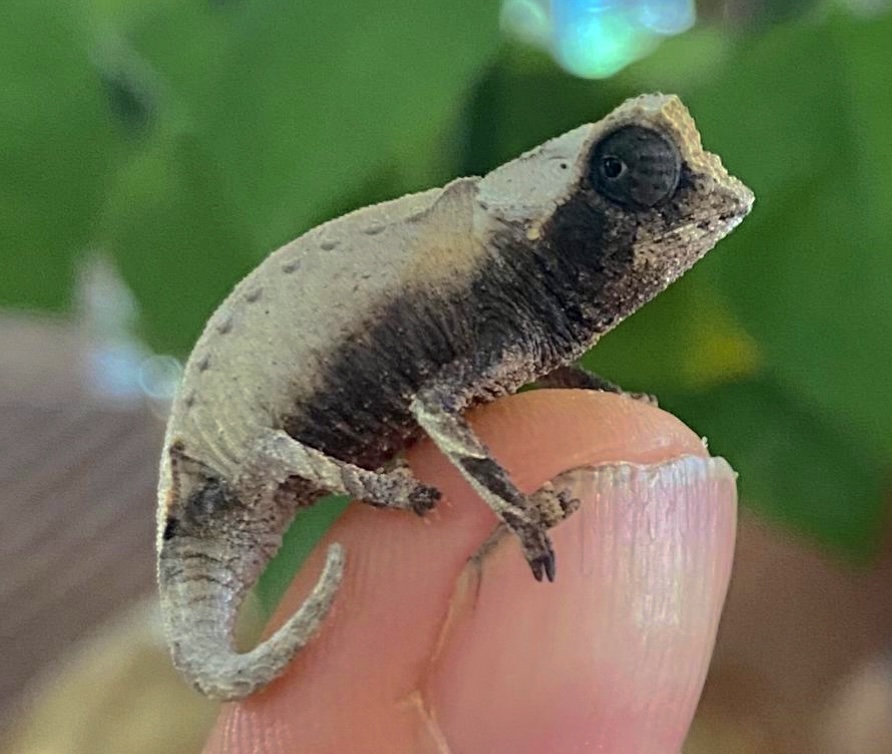 Brookesia sp., Antsanitia, photo courtesy Jamie Shattenberg