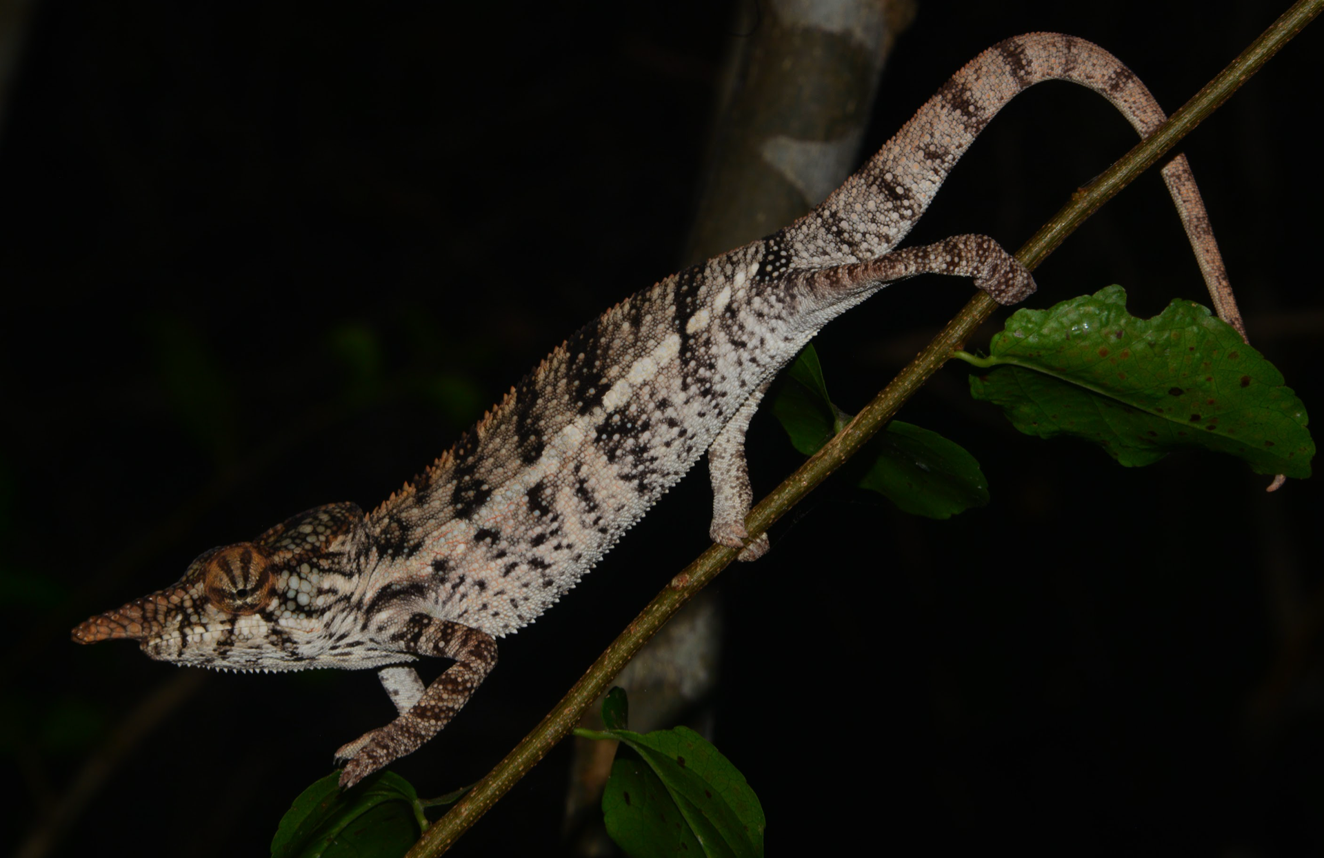 F. angeli, Antsanitia