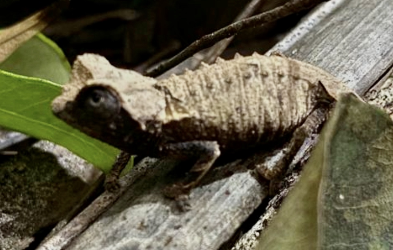 Brookesia sp. Antsanitia