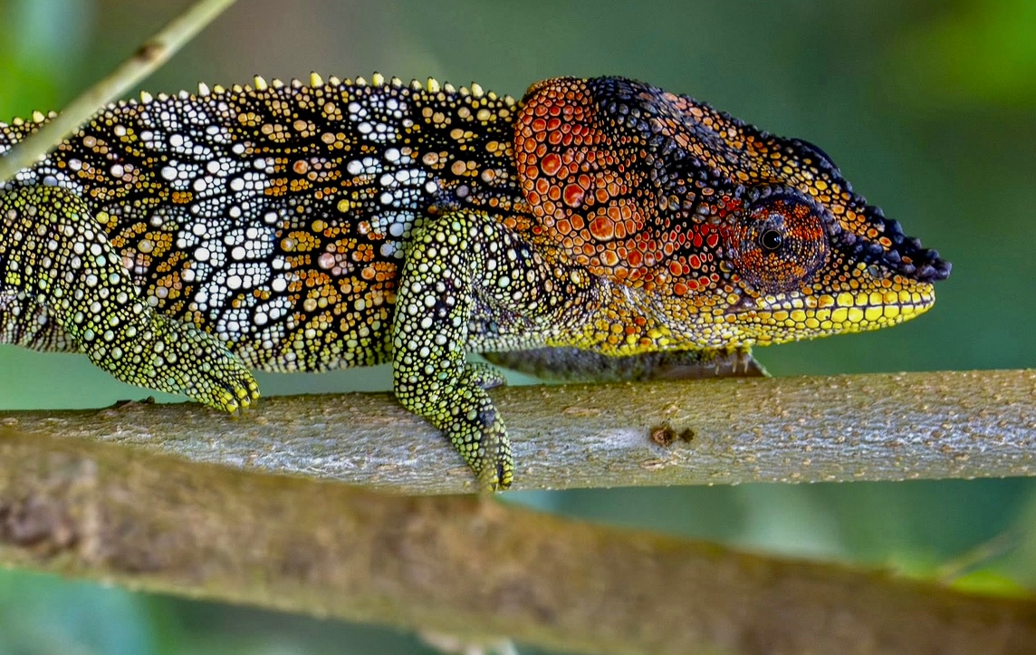 courtesy Ornis Birding Expeditions