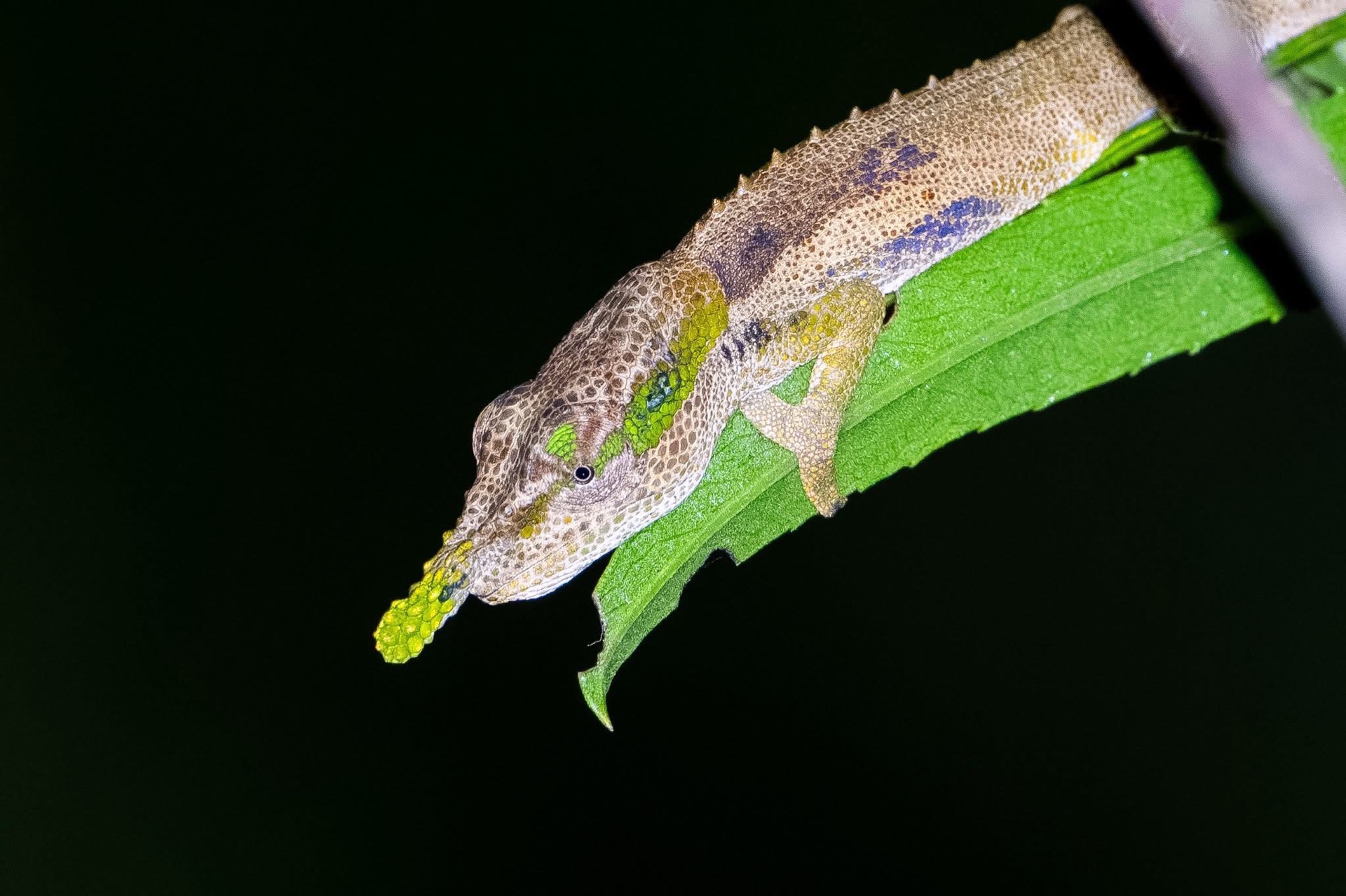 courtesy Ornis Birding Expeditions