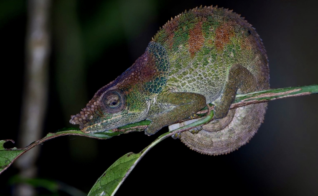 courtesy Ornis Birding Expeditions