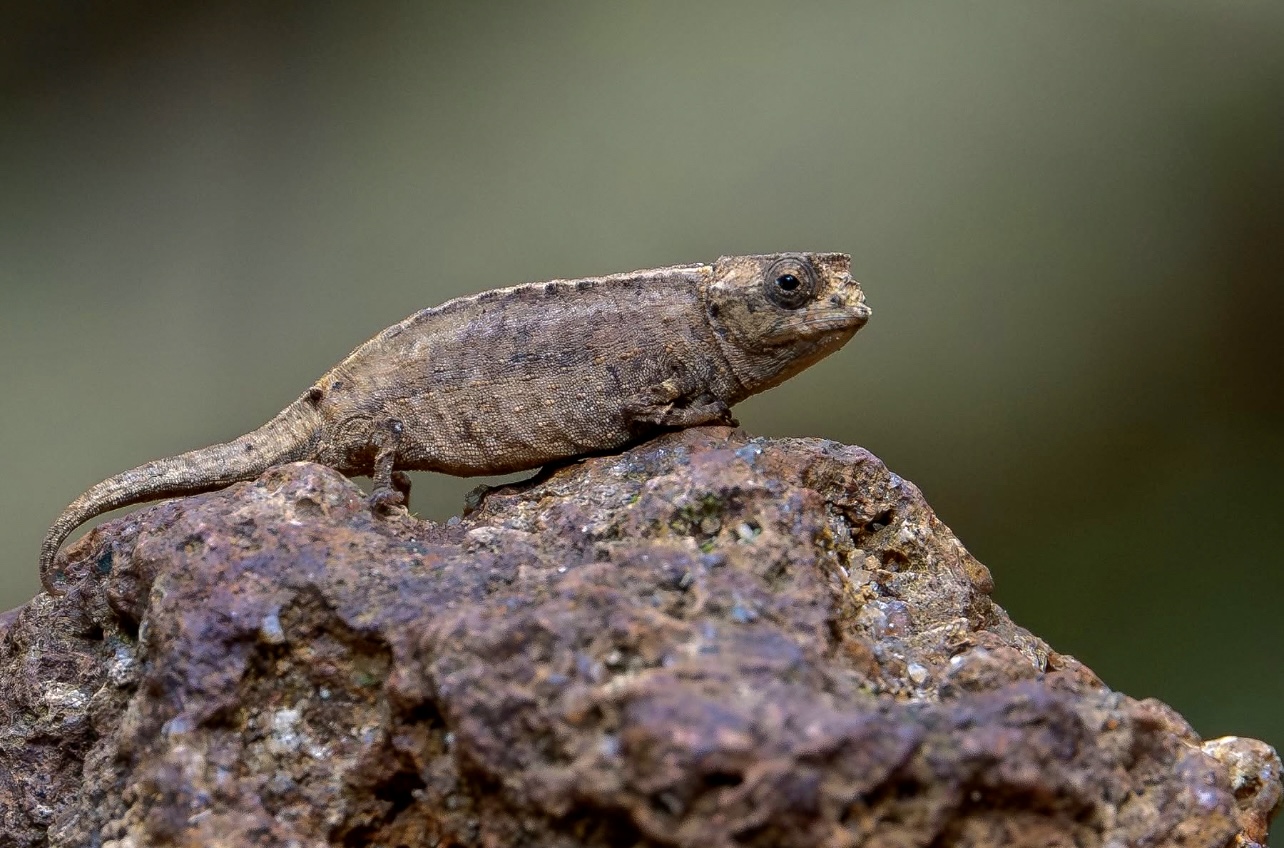 courtesy Ornis Birding Expeditions