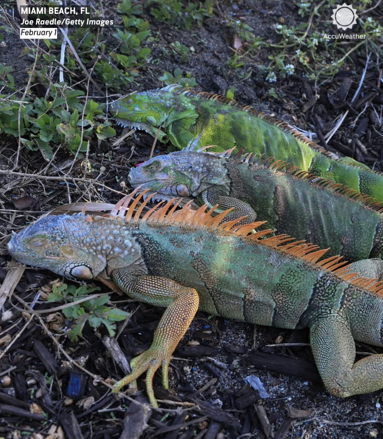 FL I. iguana die of frost