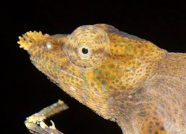 Calumma sp. Nosy Komba