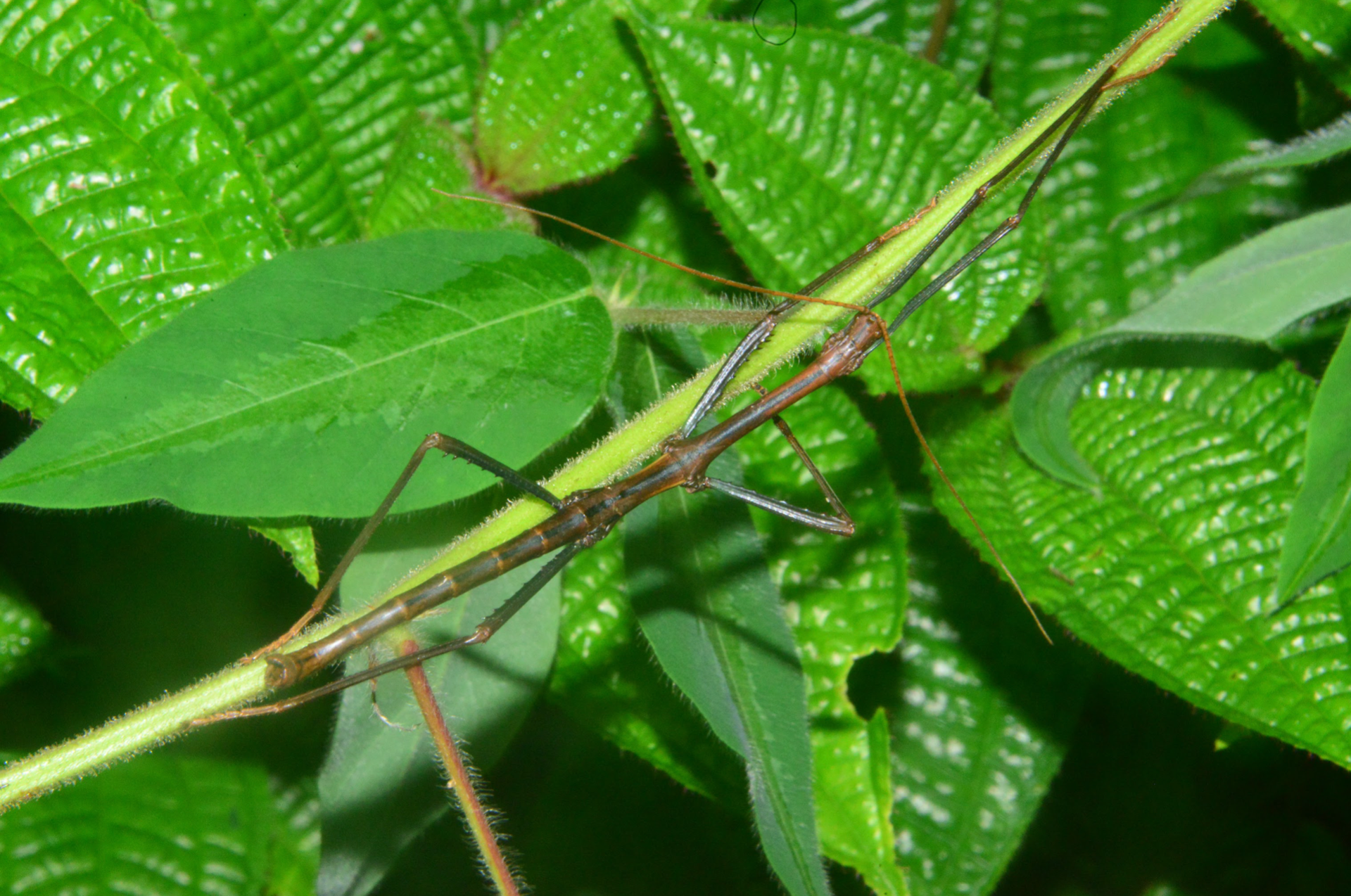 A Stick Insect (Phasmatodea) trapped by Desmodium uncinatum