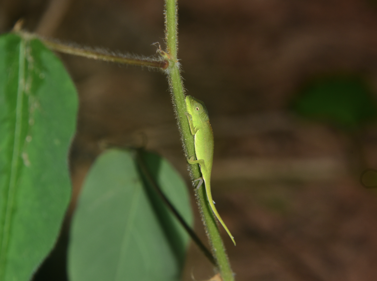 Hatchling of Calumma gastrotaenia trapped by Desmodium uncinatum