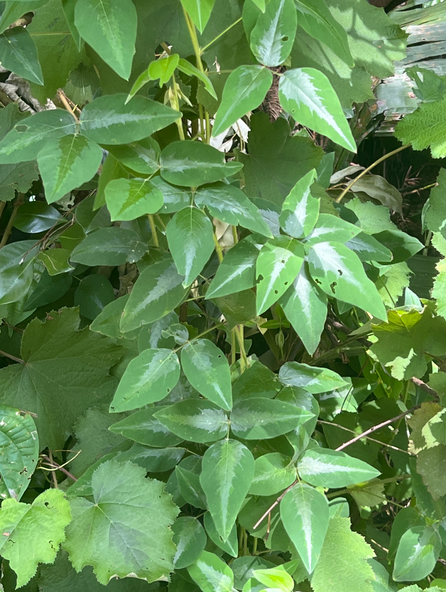 Desmodium uncinatum in Andasibe, Madagascar