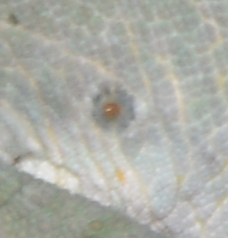 Mite bite mark in Calumma cristifer, Madagascar