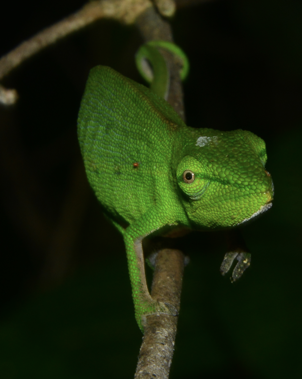 Calumma gastrotaenia (f) with a mite on its flank