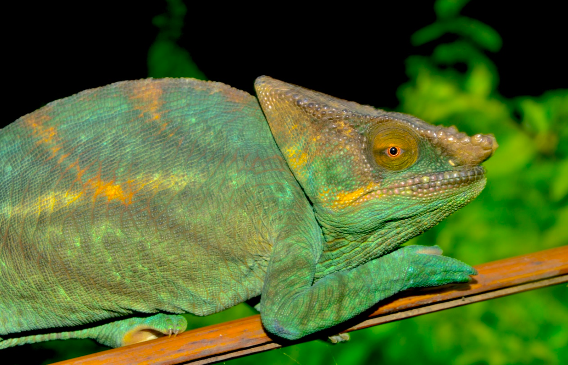 A young male of Calumma p. parsonii, March 2026