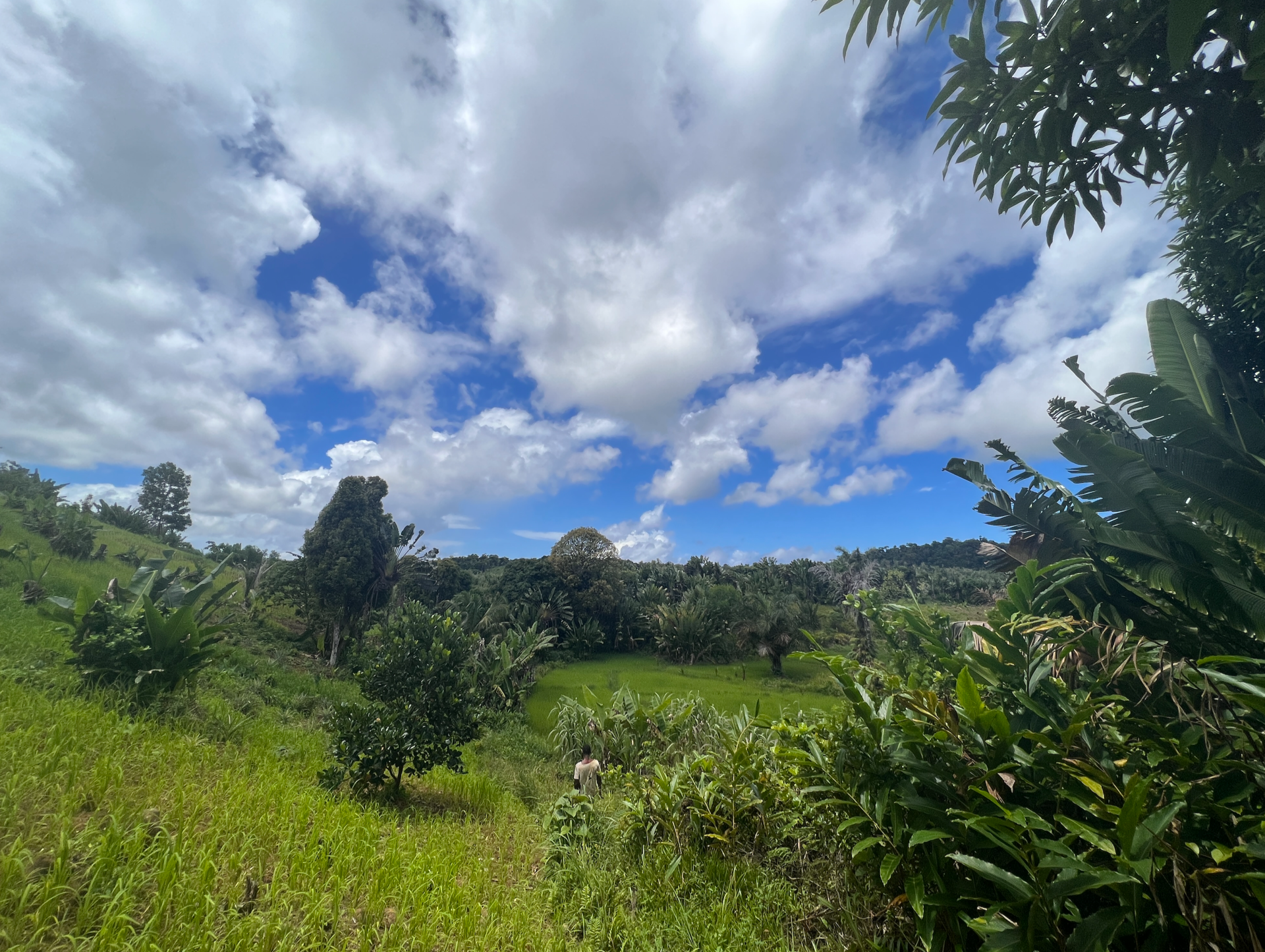 Deforested area in central Nosy Boraha